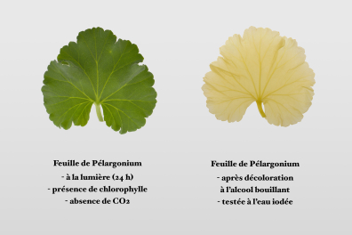 Synthèse de l'amidon - Expérience sans CO2